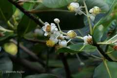 Calophyllum inophyllum